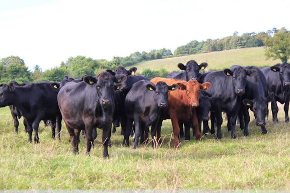 100% Grass-Fed Beef  Direct From Our Devon Farm - Farm2Fork