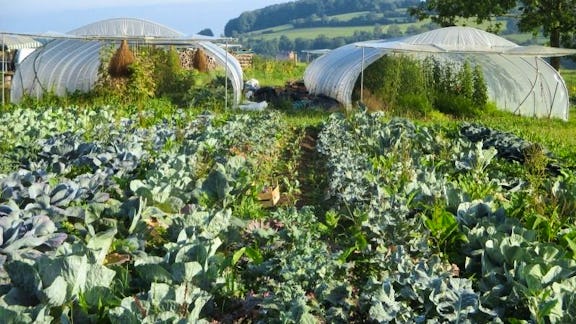 Maraichage Diversifi Et Traction Animale En Ardennes WWOOF Belgium maraichage-diversifi-et-traction-animale-en-ardennes-wwoof-belgium
