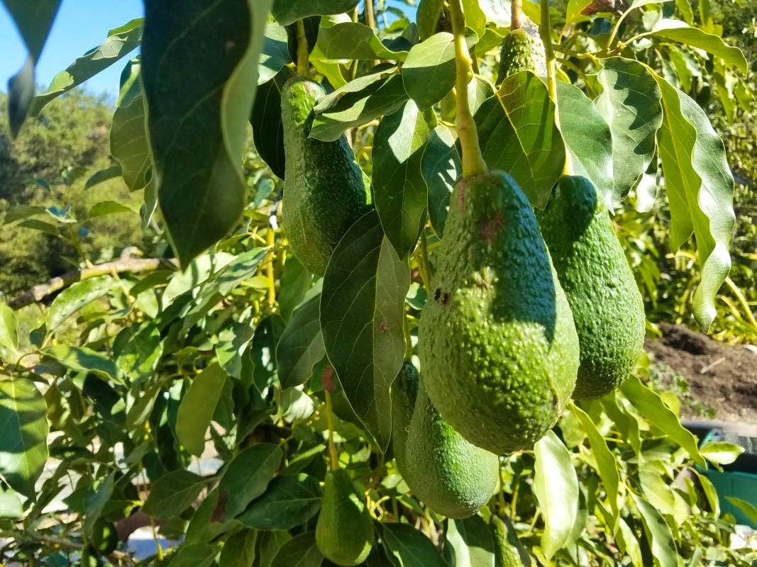 Organic farm growing avocados passionfruit and rare citrus