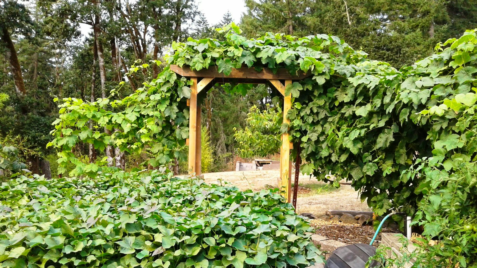 8-acre-veganic-garden-and-orchard-homestead-about-5-miles-from-cottage