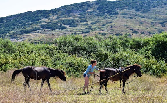 Come and help us care for a critically endangered breed of pony and have an  adventure in Skyros Island, Greece