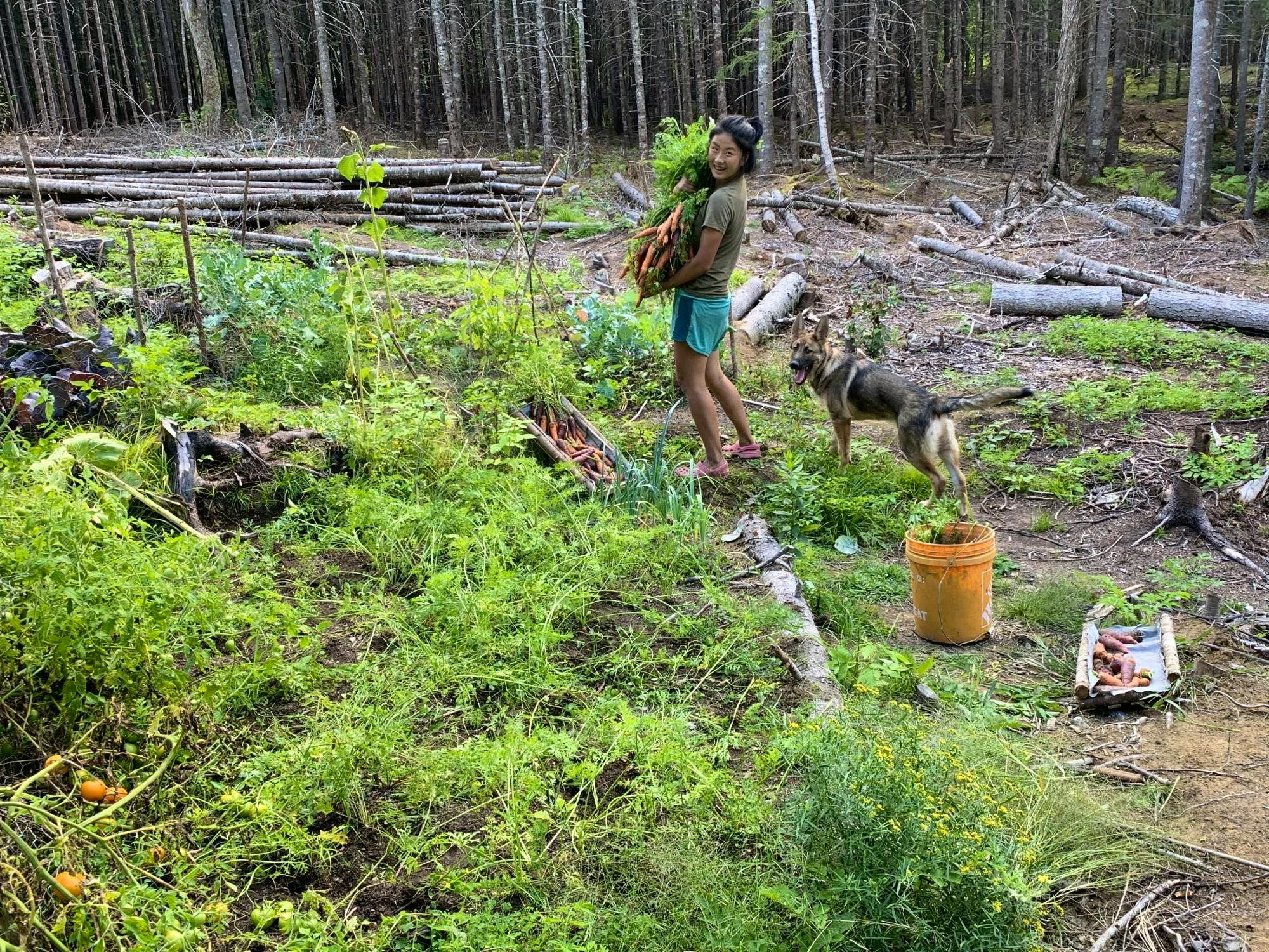 Ecologically Deep Off-grid Subsistence Homestead Focused On Restoring ...