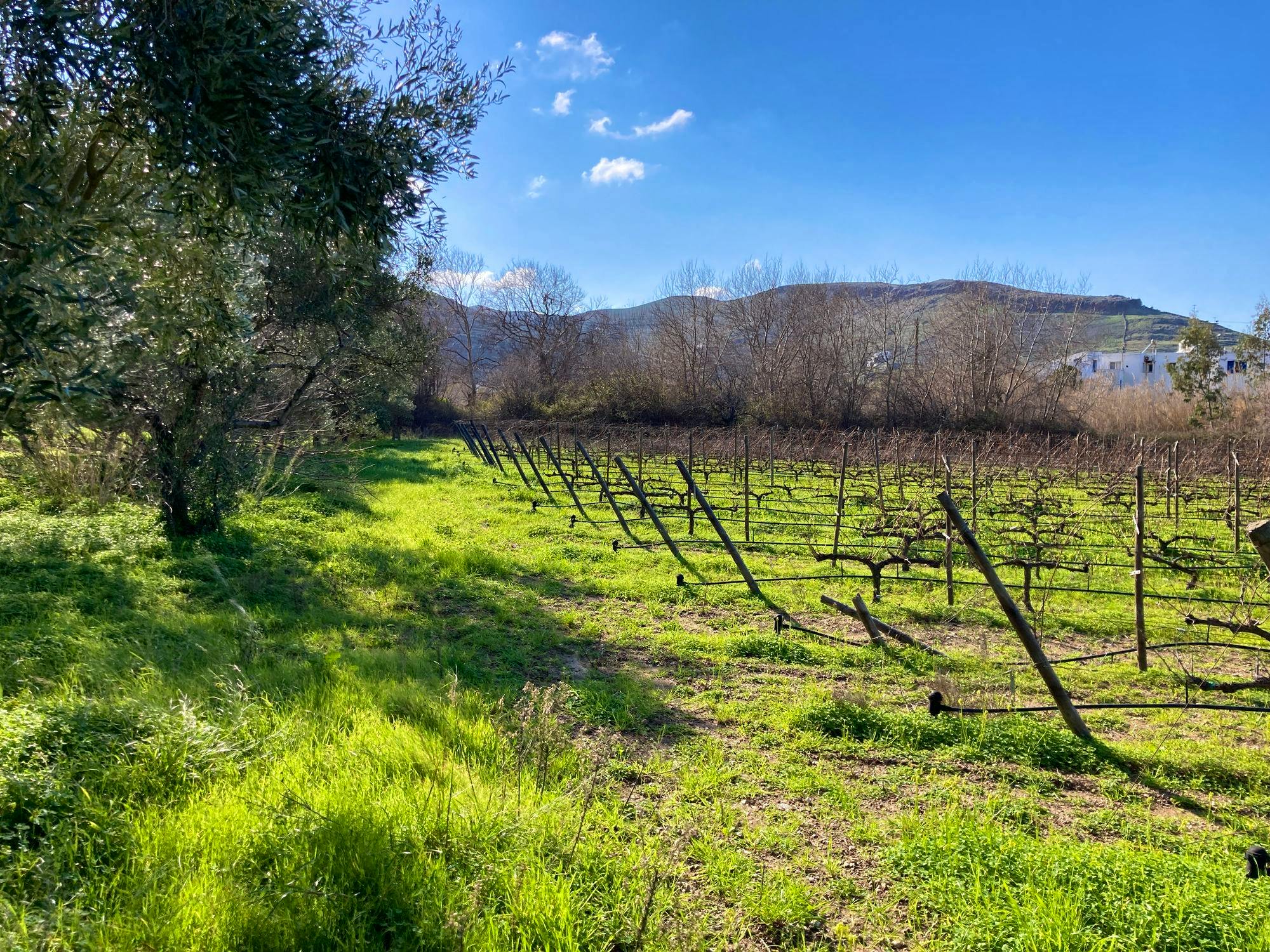 Agritourism Destination, Vineyard, Family Farm, Acorn Processing ...