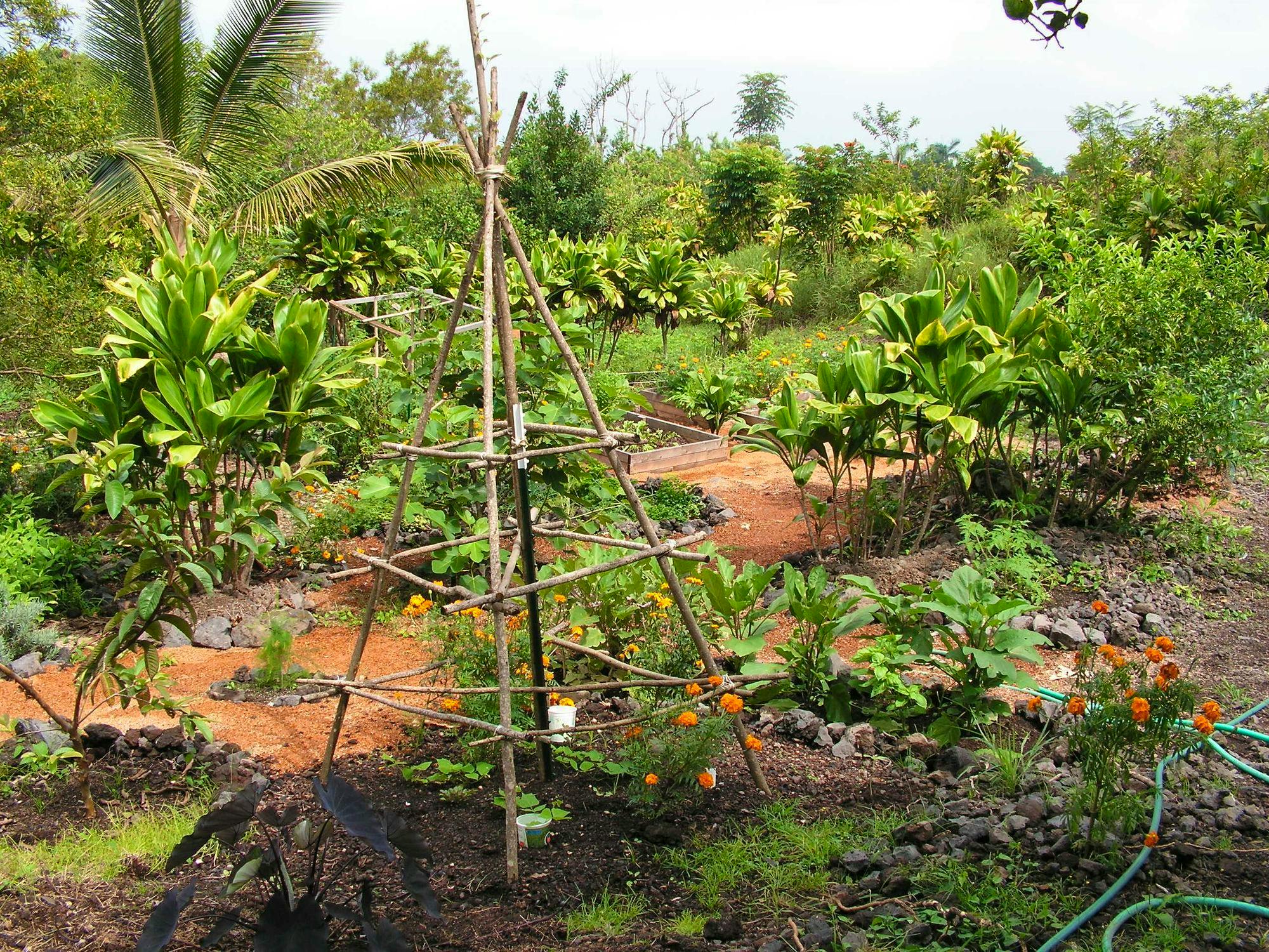 2-family-hawaiian-homestead-creating-a-sustainable-healthy-habitat-for