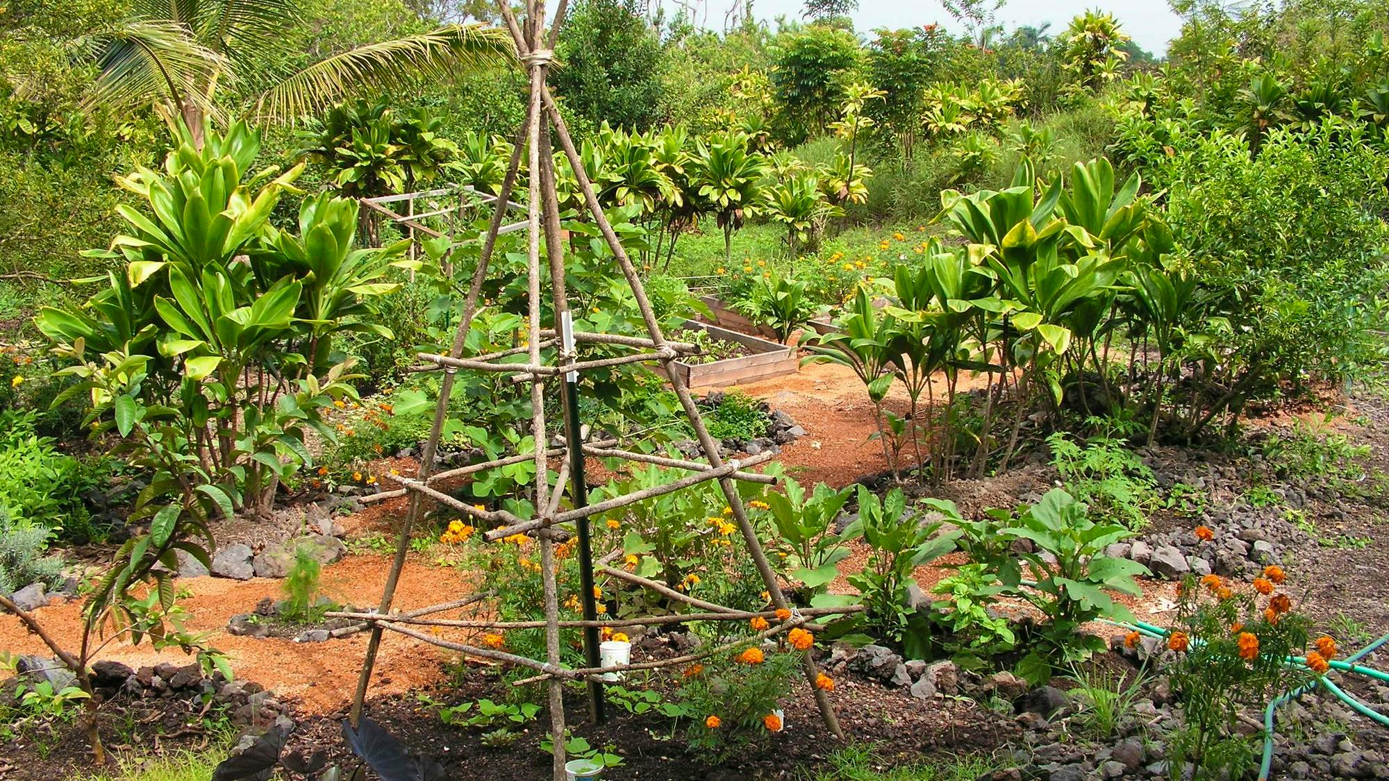 2 Family Hawaiian Homestead Creating A Sustainable Healthy Habitat For 2-family-hawaiian-homestead-creating-a-sustainable-healthy-habitat-for