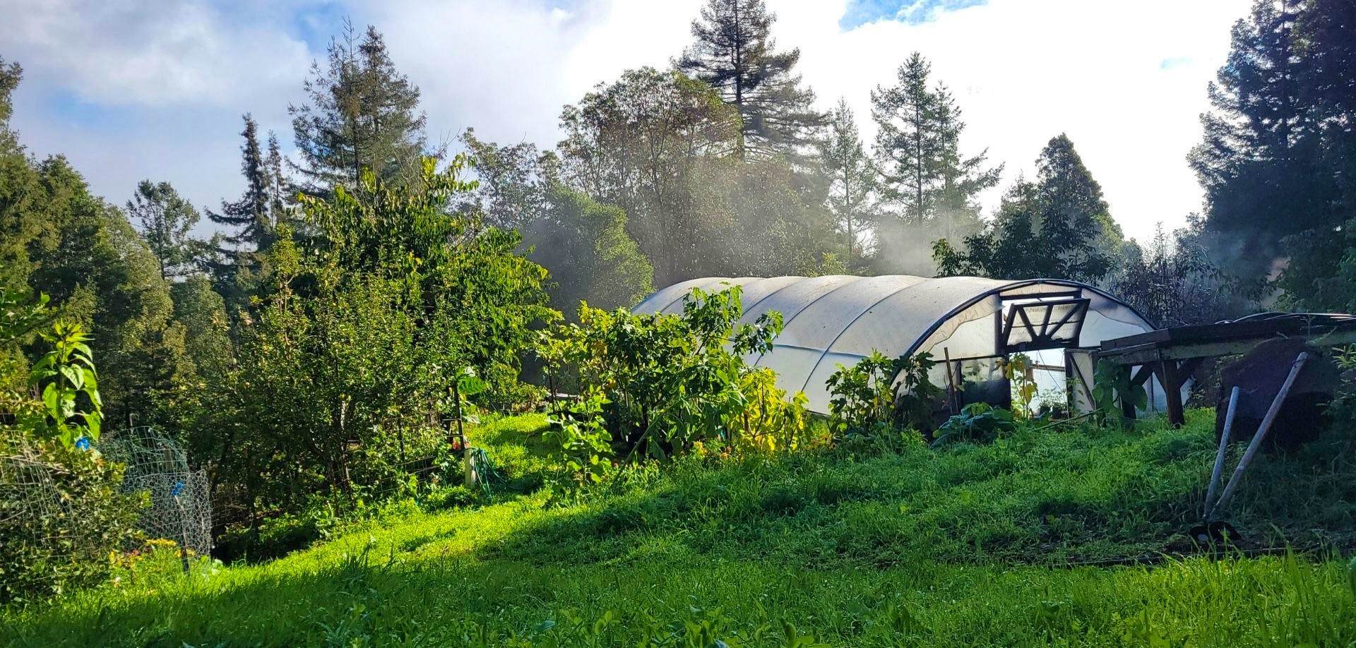 Off grid community living on 20 acres of beautiful redwood forest