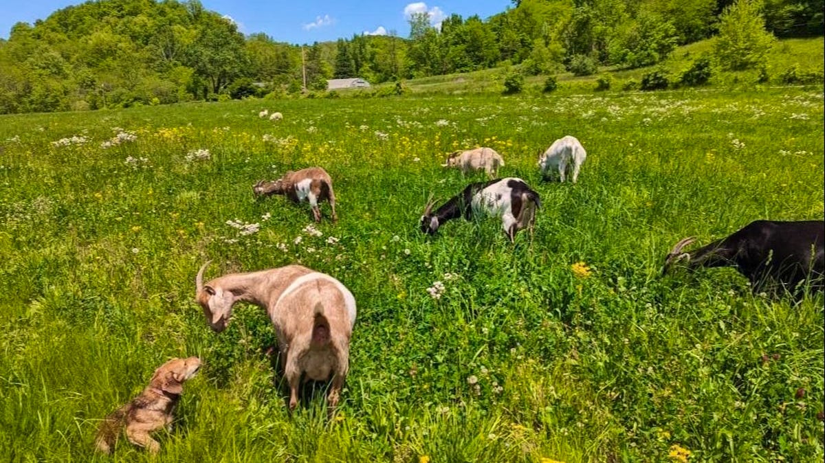 All the Goats Tea Towel – Big Picture Farm
