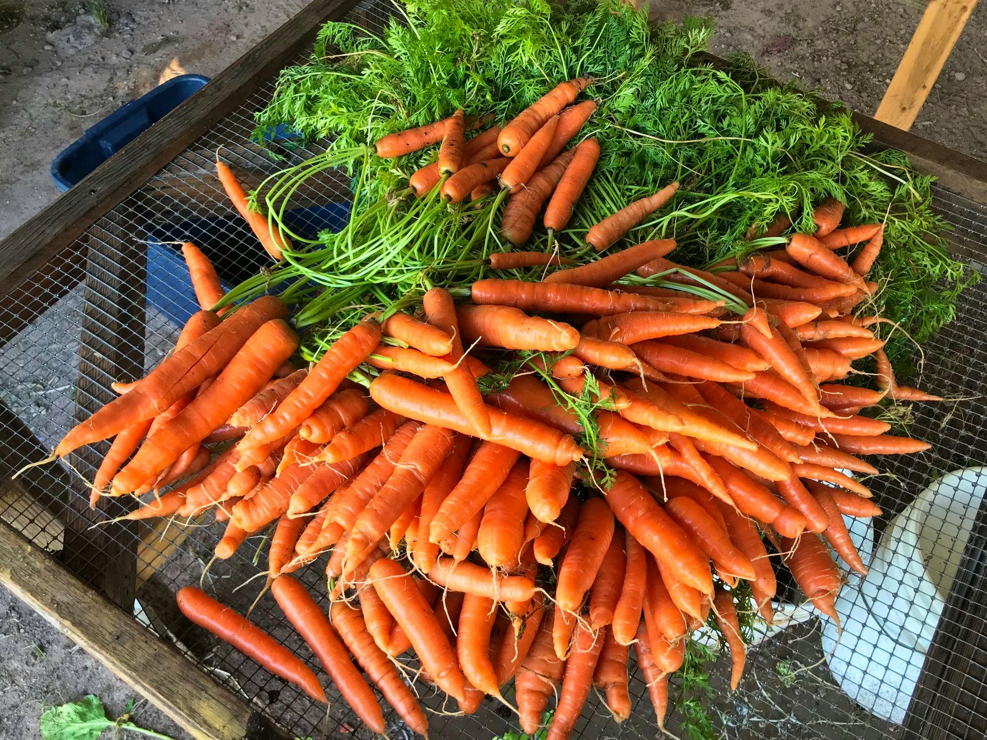 homestead-transitioning-to-a-small-scale-organic-farm-on-the-gila-river