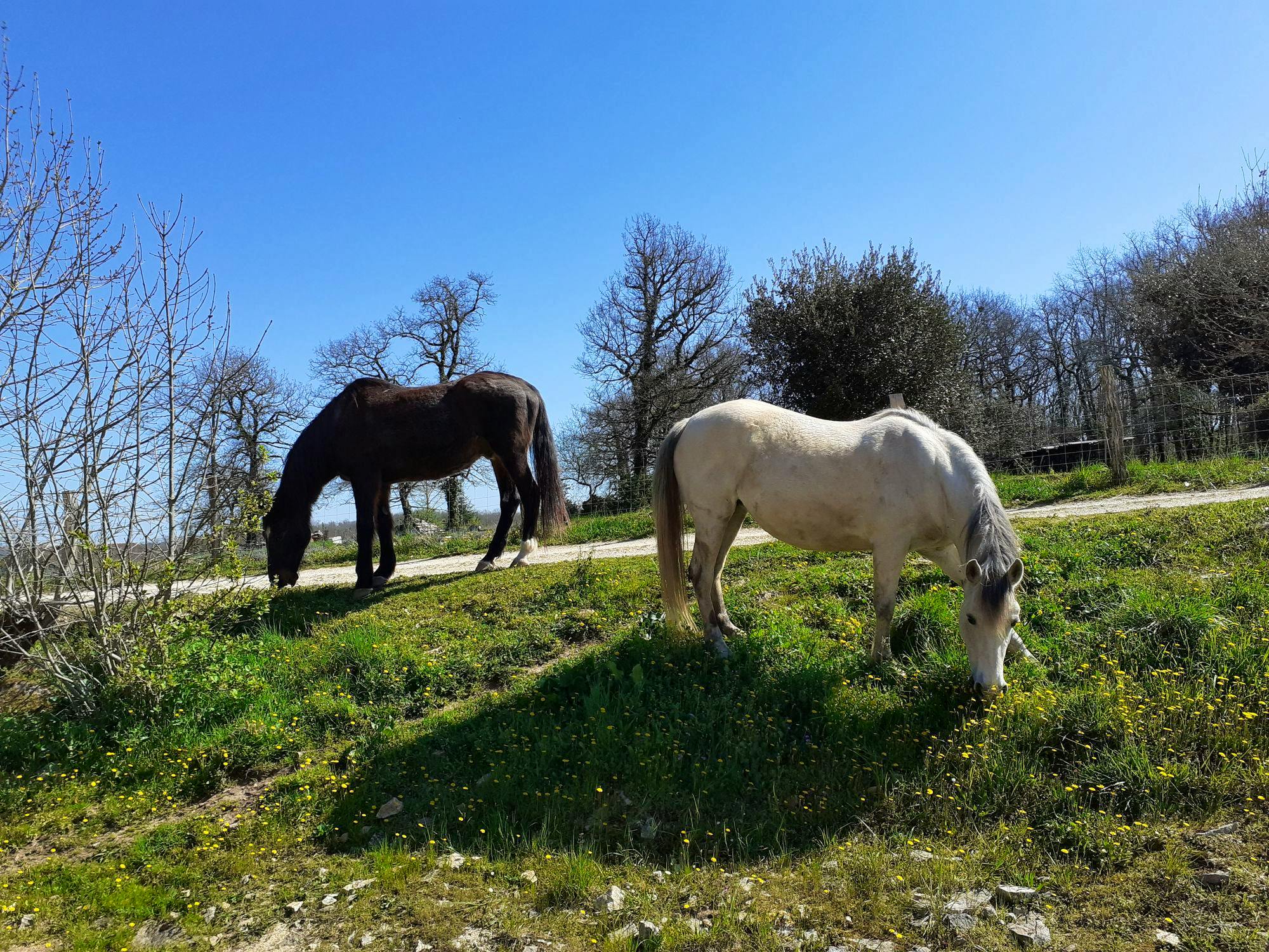 Ferme Agroécologique Centrée Sur Le Bien-être Animal, L'élevage équin ...