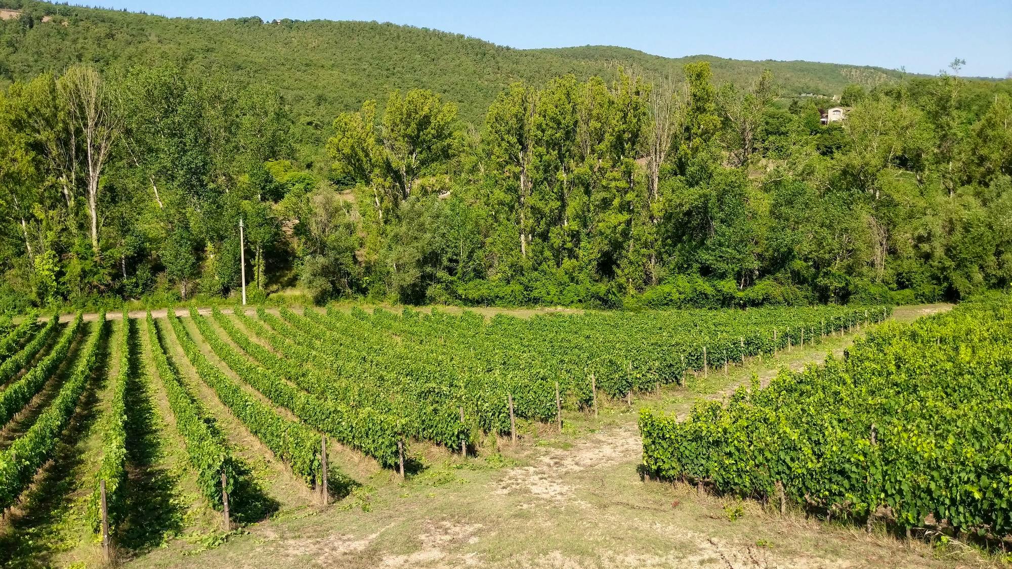 Azienda Agricola Vitivinicola Biologica - WWOOF Italia